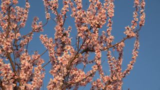 Link to Video | flora, fruit of Maloideae, Maloideae, almond, branch, Prunus dulcis, pink, flower, nature