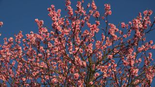 Link to Video | flora, fruit of Maloideae, Maloideae, almond, branch, Prunus dulcis, pink, flower, nature
