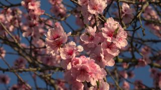 Link to Video | flora, fruit of Maloideae, Maloideae, almond, branch, Prunus dulcis, pink, flower, nature