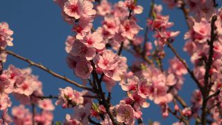 Link to Video | flora, fruit of Maloideae, Maloideae, almond, branch, Prunus dulcis, pink, flower, nature