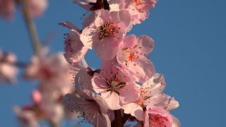 Link to Video | flora, fruit of Maloideae, Maloideae, almond, branch, Prunus dulcis, pink, flower, nature