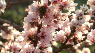 Link to Video | flora, fruit of Maloideae, Maloideae, almond, branch, Prunus dulcis, pink, flower, nature