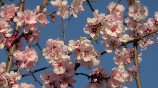 Link to Video | flora, fruit of Maloideae, Maloideae, almond, branch, Prunus dulcis, pink, flower, nature