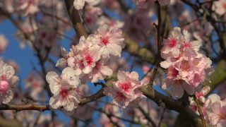 Link to Video | flora, fruit of Maloideae, Maloideae, almond, branch, Prunus dulcis, pink, flower, nature