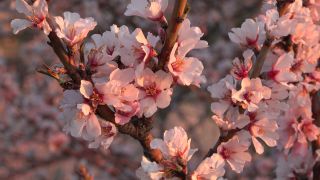 Link to Video | flora, fruit of Maloideae, Maloideae, almond, branch, Prunus dulcis, pink, flower, nature