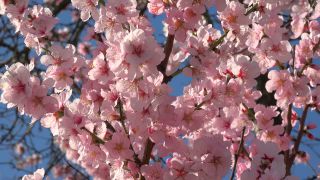 Link to Video | flora, fruit of Maloideae, Maloideae, almond, branch, Prunus dulcis, pink, flower, nature