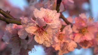 Link to Video | flora, fruit of Maloideae, Maloideae, almond, branch, Prunus dulcis, pink, flower, nature