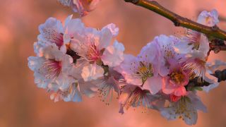 Link to Video | flora, fruit of Maloideae, Maloideae, almond, branch, Prunus dulcis, pink, flower, nature