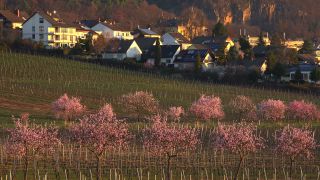 Link to Video | landscape, tree, Rhineland-Palatinate, spring, Germany, Mandel, Prunus dulcis, Neustadt an der Weinstraße, nature, Gimmeldingen