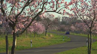 Link to Video | landscape, tree, Rhineland-Palatinate, spring, Germany, Mandel, Prunus dulcis, Neustadt an der Weinstraße, nature, Gimmeldingen