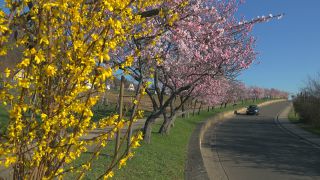 Link to Video | landscape, tree, Rhineland-Palatinate, spring, Germany, Mandel, Prunus dulcis, Neustadt an der Weinstraße, nature, Gimmeldingen