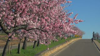 Link to Video | landscape, tree, Rhineland-Palatinate, spring, Germany, Mandel, Prunus dulcis, Neustadt an der Weinstraße, nature, Gimmeldingen