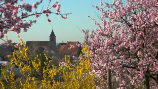 Link to Video | landscape, tree, Rhineland-Palatinate, spring, Germany, Mandel, Prunus dulcis, Neustadt an der Weinstraße, nature, Gimmeldingen
