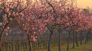Link to Video | landscape, tree, Rhineland-Palatinate, spring, Germany, Mandel, Prunus dulcis, Neustadt an der Weinstraße, nature, Gimmeldingen