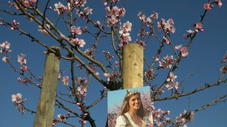 Link to Video | landscape, tree, Rhineland-Palatinate, spring, Germany, Mandel, Prunus dulcis, Neustadt an der Weinstraße, nature, Gimmeldingen