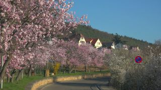 Link to Video | landscape, tree, Rhineland-Palatinate, spring, Germany, Mandel, Prunus dulcis, Neustadt an der Weinstraße, nature, Gimmeldingen