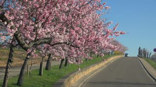 Link to Video | landscape, tree, Rhineland-Palatinate, spring, Germany, Mandel, Prunus dulcis, Neustadt an der Weinstraße, nature, Gimmeldingen