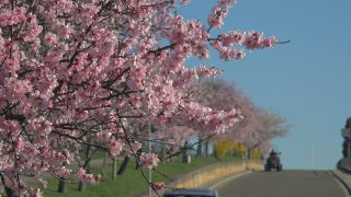 Link to Video | landscape, tree, Rhineland-Palatinate, spring, Germany, Mandel, Prunus dulcis, Neustadt an der Weinstraße, nature, Gimmeldingen