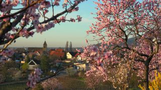Link to Video | landscape, tree, Rhineland-Palatinate, spring, Germany, Mandel, Prunus dulcis, Neustadt an der Weinstraße, nature, Gimmeldingen