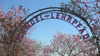 Link to Video | landscape, tree, Rhineland-Palatinate, spring, Germany, Mandel, Prunus dulcis, Neustadt an der Weinstraße, nature, Gimmeldingen