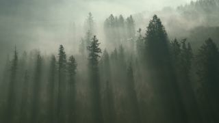 Link to Video | landscape, tree, Saarland, time of the day, Germany, lighting, fog, valley, forest, Saarschleife, Mettlach, day, contre-jour, morning, nature