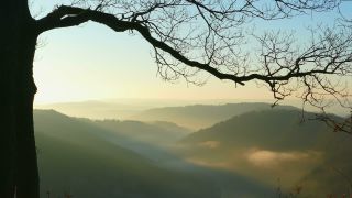 Link to Video | landscape, tree, Saarland, time of the day, Germany, lighting, fog, valley, forest, Saarschleife, Mettlach, day, contre-jour, morning, nature