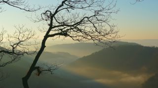 Link to Video | landscape, tree, Saarland, time of the day, Germany, lighting, fog, valley, forest, Saarschleife, Mettlach, day, contre-jour, morning, nature