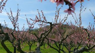 Link to Video | tree, Bremm, agriculture, Rhineland-Palatinate, Moselle, plantation, flat peach, flower, fruit tree