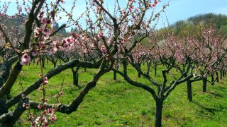 Link to Video | tree, Bremm, agriculture, Rhineland-Palatinate, Moselle, plantation, flat peach, flower, fruit tree