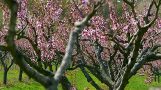 Link to Video | tree, Bremm, agriculture, Rhineland-Palatinate, Moselle, plantation, flat peach, flower, fruit tree