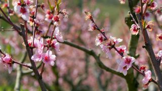 Link to Video | tree, Bremm, agriculture, Rhineland-Palatinate, Moselle, plantation, flat peach, flower, fruit tree