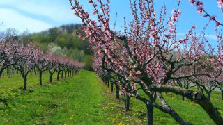 Link to Video | tree, Bremm, agriculture, Rhineland-Palatinate, Moselle, plantation, flat peach, flower, fruit tree