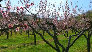 Link to Video | tree, Bremm, agriculture, Rhineland-Palatinate, Moselle, plantation, flat peach, flower, fruit tree