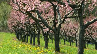 Link to Video | tree, Bremm, agriculture, Rhineland-Palatinate, Moselle, plantation, flat peach, flower, fruit tree