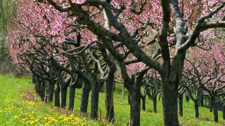 Link to Video | tree, Bremm, agriculture, Rhineland-Palatinate, Moselle, plantation, flat peach, flower, fruit tree