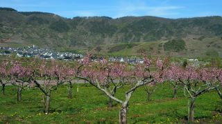 Link to Video | tree, Bremm, agriculture, Rhineland-Palatinate, Moselle, plantation, flat peach, flower, fruit tree