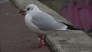 Link to Video | Hamburg, city-state, big city, million city, Germany, city, Hanseatic city