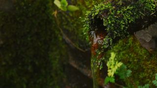 Link to Video | liquid, spring, water, water well, Moos, nature