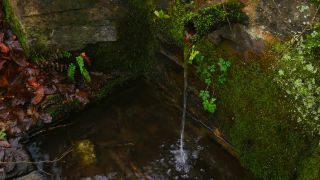 Link to Video | liquid, spring, water, water well, Moos, nature