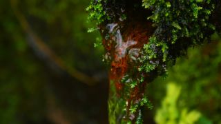 Link to Video | liquid, spring, water, water well, Moos, nature