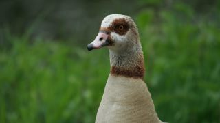 Link to Video | fauna, Alopochen, Egyptian Goose, zoology