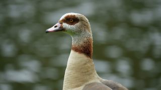 Link to Video | fauna, Alopochen, Egyptian Goose, zoology