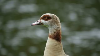 Link to Video | fauna, Alopochen, Egyptian Goose, zoology