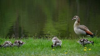 Link to Video | fauna, Alopochen, Egyptian Goose, zoology