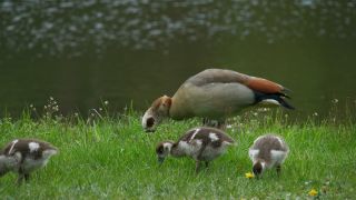 Link to Video | fauna, Alopochen, Egyptian Goose, zoology