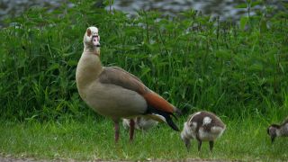 Link to Video | fauna, Alopochen, Egyptian Goose, zoology