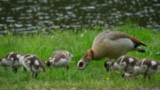 Link to Video | fauna, Alopochen, Egyptian Goose, zoology
