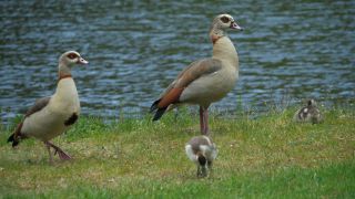 Link to Video | fauna, Alopochen, Egyptian Goose, zoology