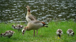 Link to Video | fauna, Alopochen, Egyptian Goose, zoology