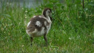 Link to Video | fauna, Alopochen, Egyptian Goose, zoology